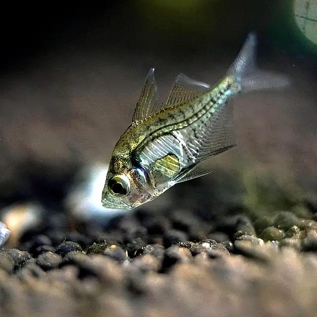 40 Coolest Freshwater Aquarium Fish 2024: For All Fish Keepers